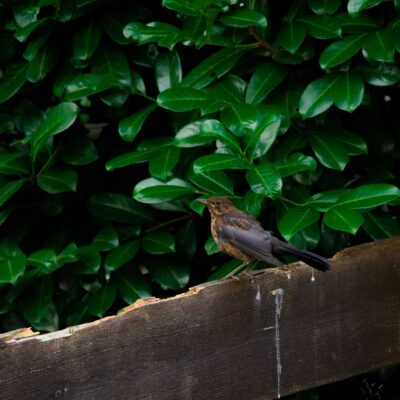 bird-poo